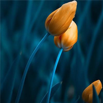 365体育中国官方网站